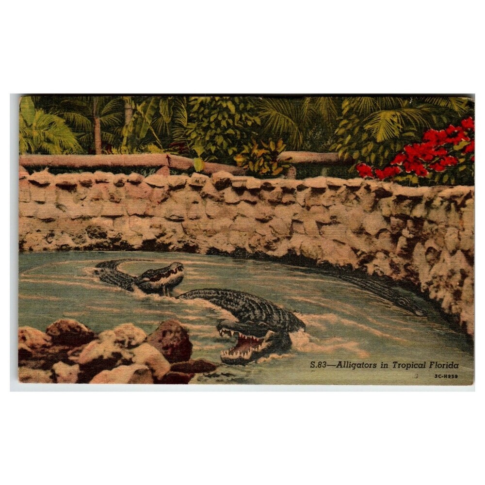 1956 Florida Alligators Linen Postcard - Curteich C.T. Art-Colortone